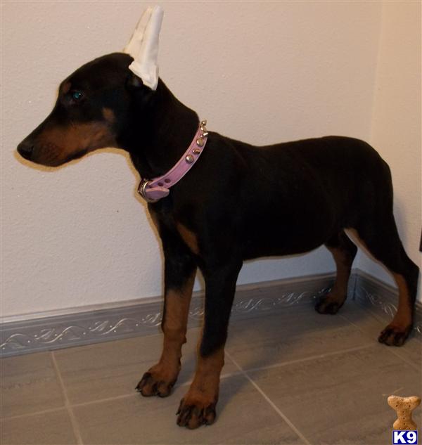 Doberman Pinscher Puppies